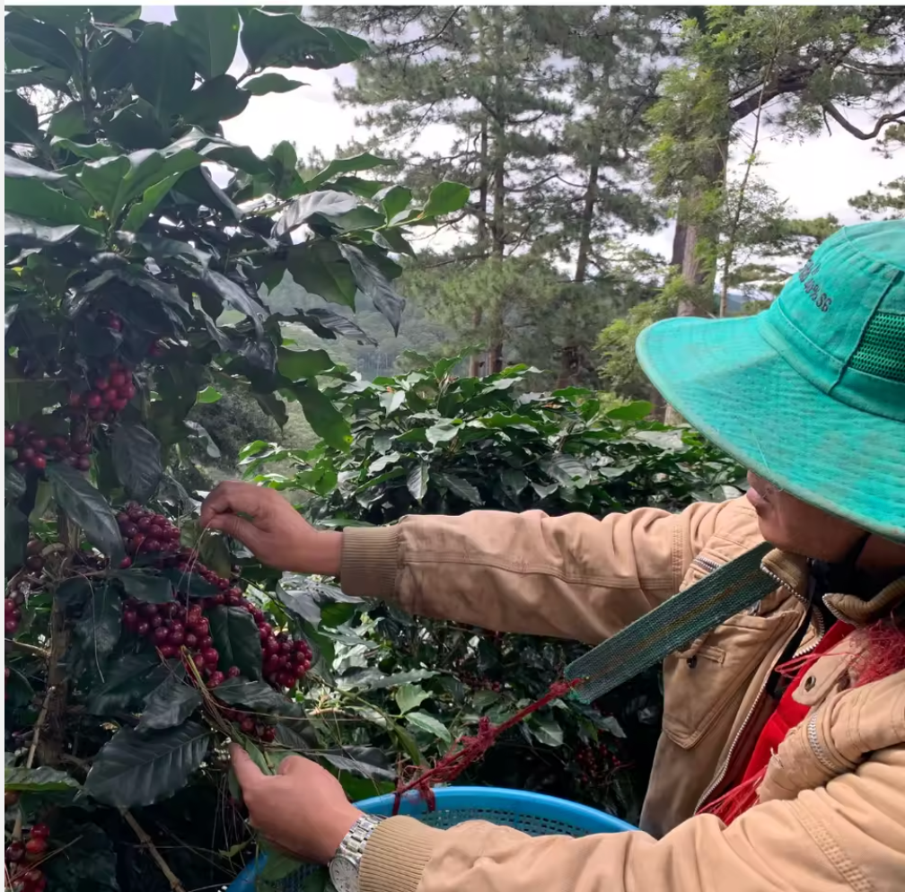 Premium Vietnamese Arabica Coffee Beans - Wholesale & Bulk Order